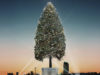 「世界一のクリスマスツリー」の世界ギネス記録達成プロジェクトに参加したい！