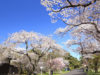 混雑していても１度は見たい！　皇居・乾通りの桜の公開は24日から!!