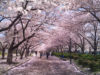 ソメイヨシノが終わっても、「大阪造幣局の桜の通り抜け」で桜を楽しめる！